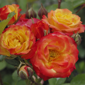 Galben-bronz-roşu - trandafir pentru straturi Floribunda